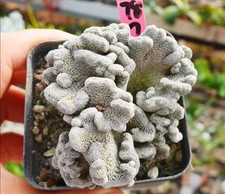 Rare Cacti Pelecyphora