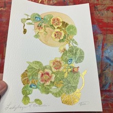 Nasturtium original floral