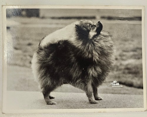Original vintage photograph - original,