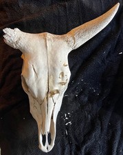Naturally Weathered Cow Skull