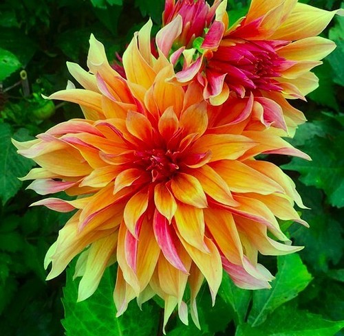 African marigolds dahlia - african,