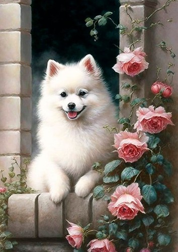Pomeranian spitz dog greeting - spitz,