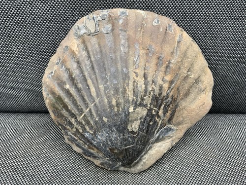 Fossil pecten shell - pecten, jurassic