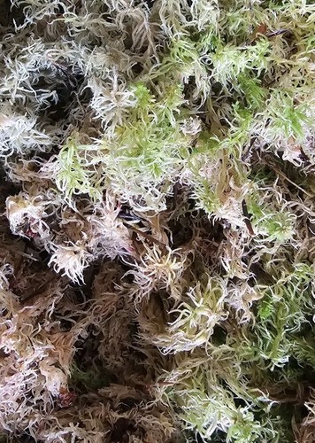 Welsh sphagnum moss - sphagnum, live