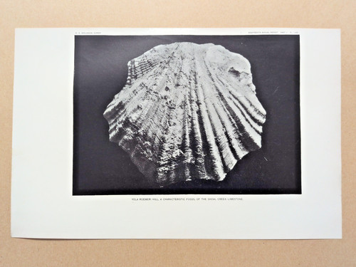 Vola roemeri hill fossil - roemeri,