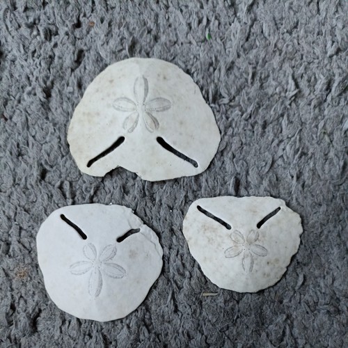 Sand dollar sea - dollar, jewellery