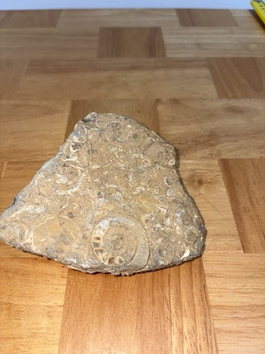 Ammonite fossil cluster rock - fossil,