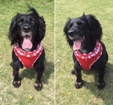 FRILLY DOG HARNESS PINK RED
