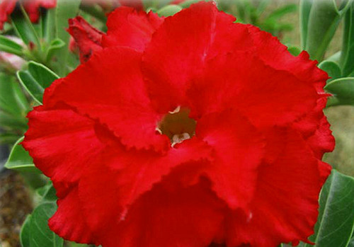 100 adenium obesum triple - x,