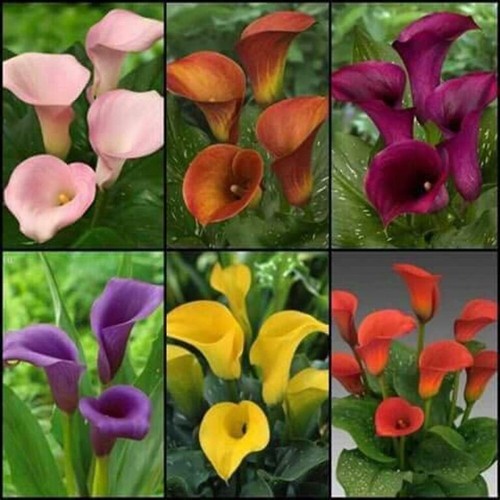 Pretty imported double calla - pretty,