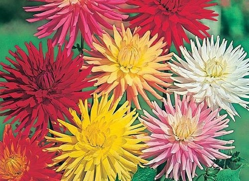 Flower dahlia cactus - dahlia, hybrids
