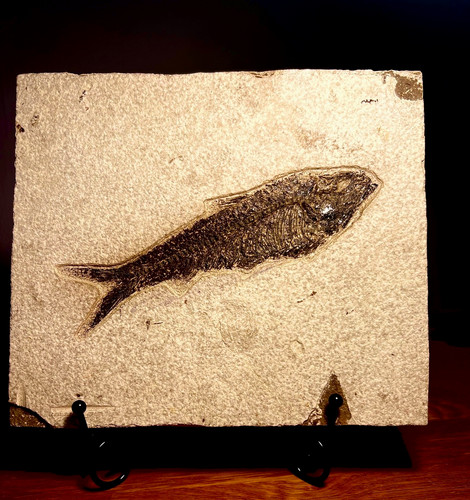 Large knightia fossil - fossil, fish