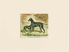 MANCHESTER AND ENGLISH TOY TERRIER 1910 COLOURED ENGRAVING DOG PRINT MOUNTED