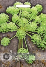 Thompson & Morgan Kew Flower