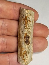 Hadrosaur fossil stunning - hadrosaur,