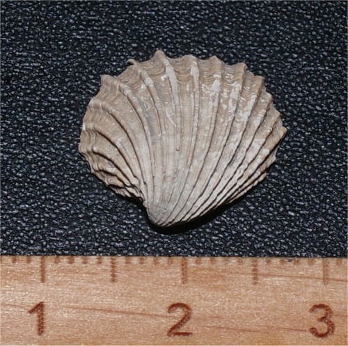 Very rare eocene bivalve - eocene,