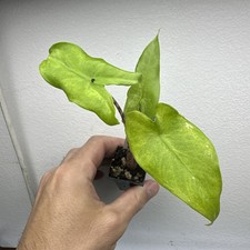 Alocasia Tigrina Superba