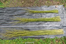 125 lengths for £20 - Willow