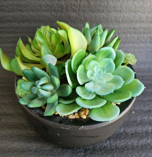 Artifitial cactus plant - plant, pot