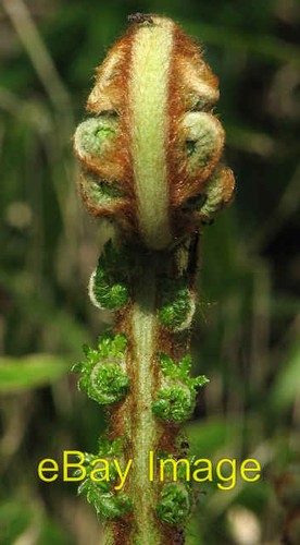 Photo 6x4 tree - photo, fern