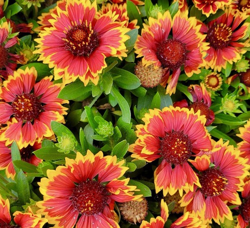 400x gaillardia aristata - gaillardia,