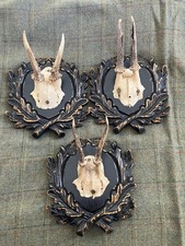 Roe Deer Taxidermy Antlers X3 Mounted On Carved Oak Leaf Shield Plaque