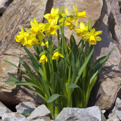 Daffodil tete dwarf - tete-a-tete,