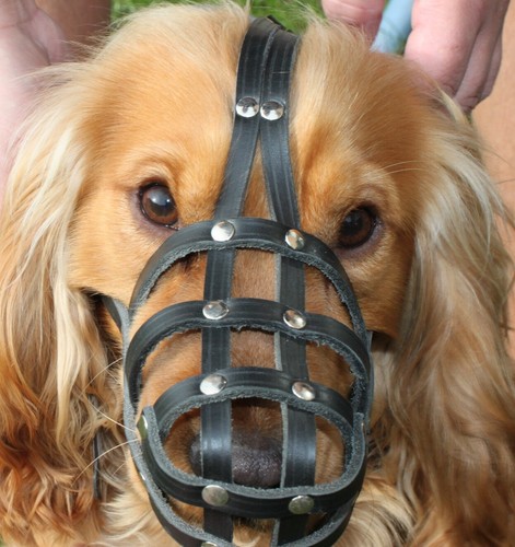 Light leather dog muzzle - dog,