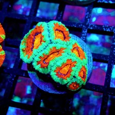 Wysiwyg acan lord coral frag - -,