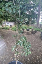 Large Pear Tree - 7Ft Tall 