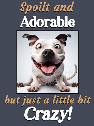 Staffy staffordshire bull - staffordshire,