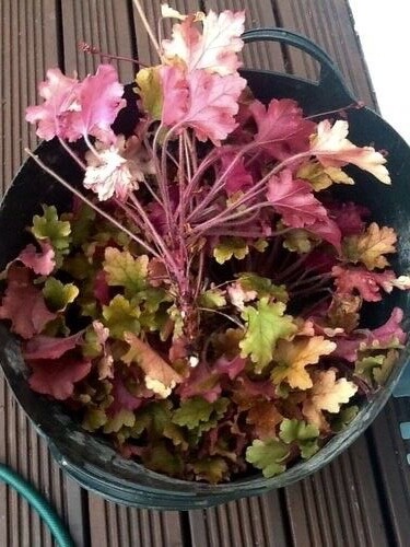 Heuchera plants inch root - plants,,