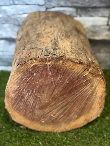 Year air dried yew wood - 20,