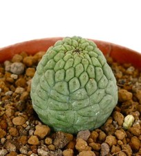 Trichocaulon cactiformis