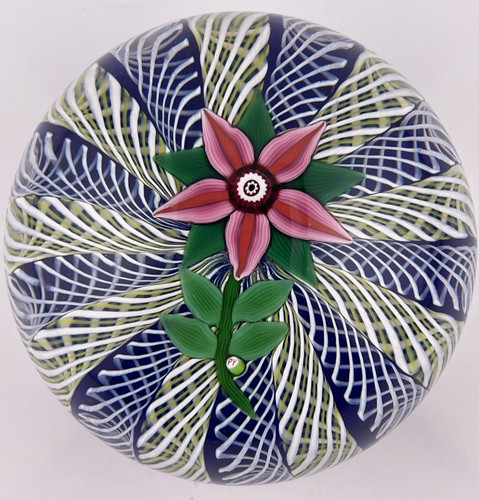 Paul ysart petal pink flower - 5-petal,
