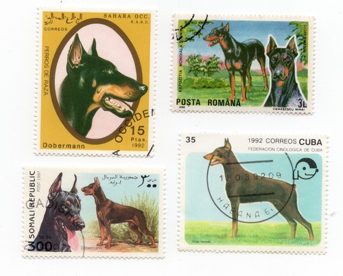 Doberman pinscher collection - doberman,