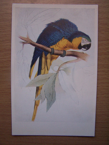 Blue and yellow - yellow, macaw