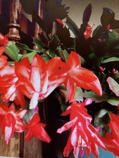 Christmas Cactus rooted