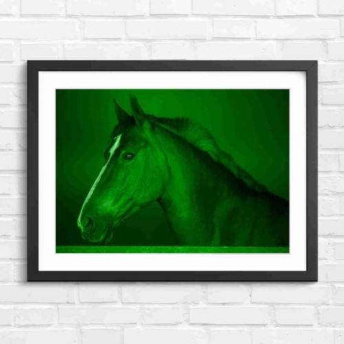 Brown horse portrait with - horse,