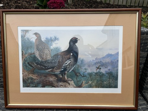 Archibald thorburn black - archibald,
