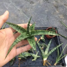 8CM Succulent Cactus Plant
