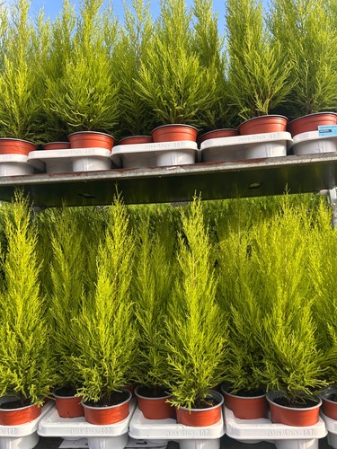 Goldcrest wilma conifer 60cm - wilma,