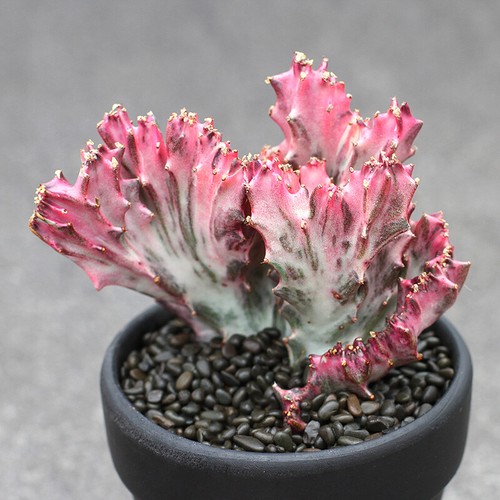 10cm succulent cactus plant - succulent,