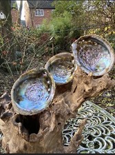 Abalone shell mother pearl - abalone,