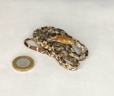 Taxidermy Small Corn Snake