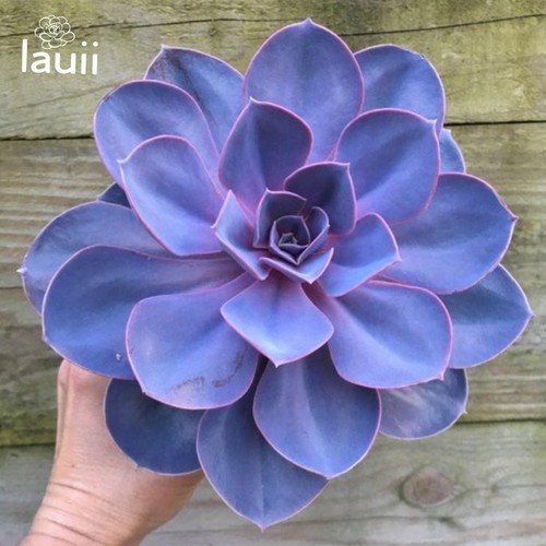 Echeveria purple pearl - echeveria,