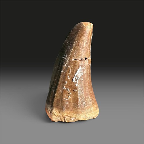 Large mosasaur tooth fossil - mosasaur,