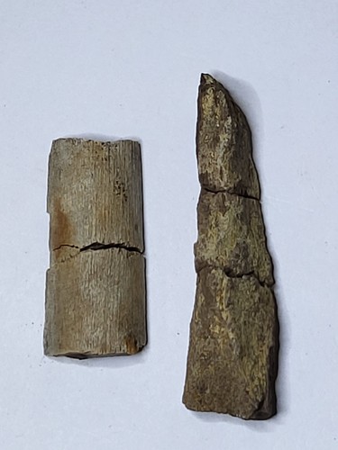 Dinosaur fossils prep - dinosaur, project