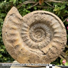 Rare perisphinctes caroli - 9",