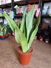 Sansevieria Moonshine - Snake